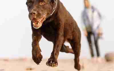 Who is Liable for a Stray Dog Bite in Georgia?
